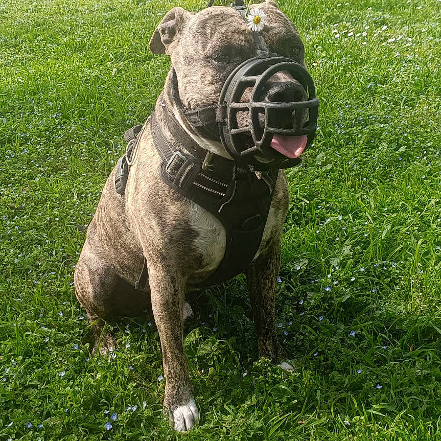 Simba a rejoint le concours — aidez-le/la à gagner de superbes lots ! animal, brindle, canine, daisy, dog, flower, grass, greenery, happy, harness, muzzle, nature, outdoor, park, pet, sitting, summer, sunlight, tongue_out, tree