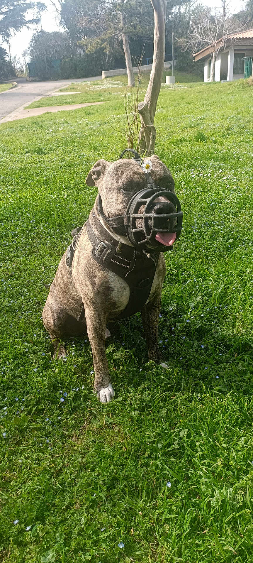 Simba a rejoint le concours — aidez-le/la à gagner de superbes lots ! dog, brindle, muzzle, harness, grass, flower, daisy, outdoor, nature, park, pet, canine, happy, tongue_out, sitting, greenery, sunlight, tree, animal, summer