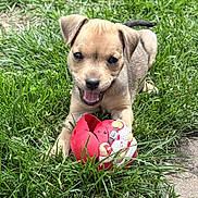 Aria joined the competition — help win amazing prizes! puppy, dog, grass, toy, playful, happy, outdoor, pet, animal, brown, small, cute, nature, summer, canine, fun, cheerful, young, tongue, ears
