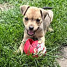 puppy, dog, grass, toy, playful, happy, outdoor, pet, animal, brown, small, cute, nature, summer, canine, fun, cheerful, young, tongue, ears