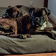 Tonnerre a rejoint le concours — aidez-le/la à gagner de superbes lots ! dog, dogs, boxer, brindle, pet, bed, mattress, pillow, sleeping, tongue_out, paws, collar, indoor, wooden_floor, wall_outlet, resting, snout, companions, cozy, close_up