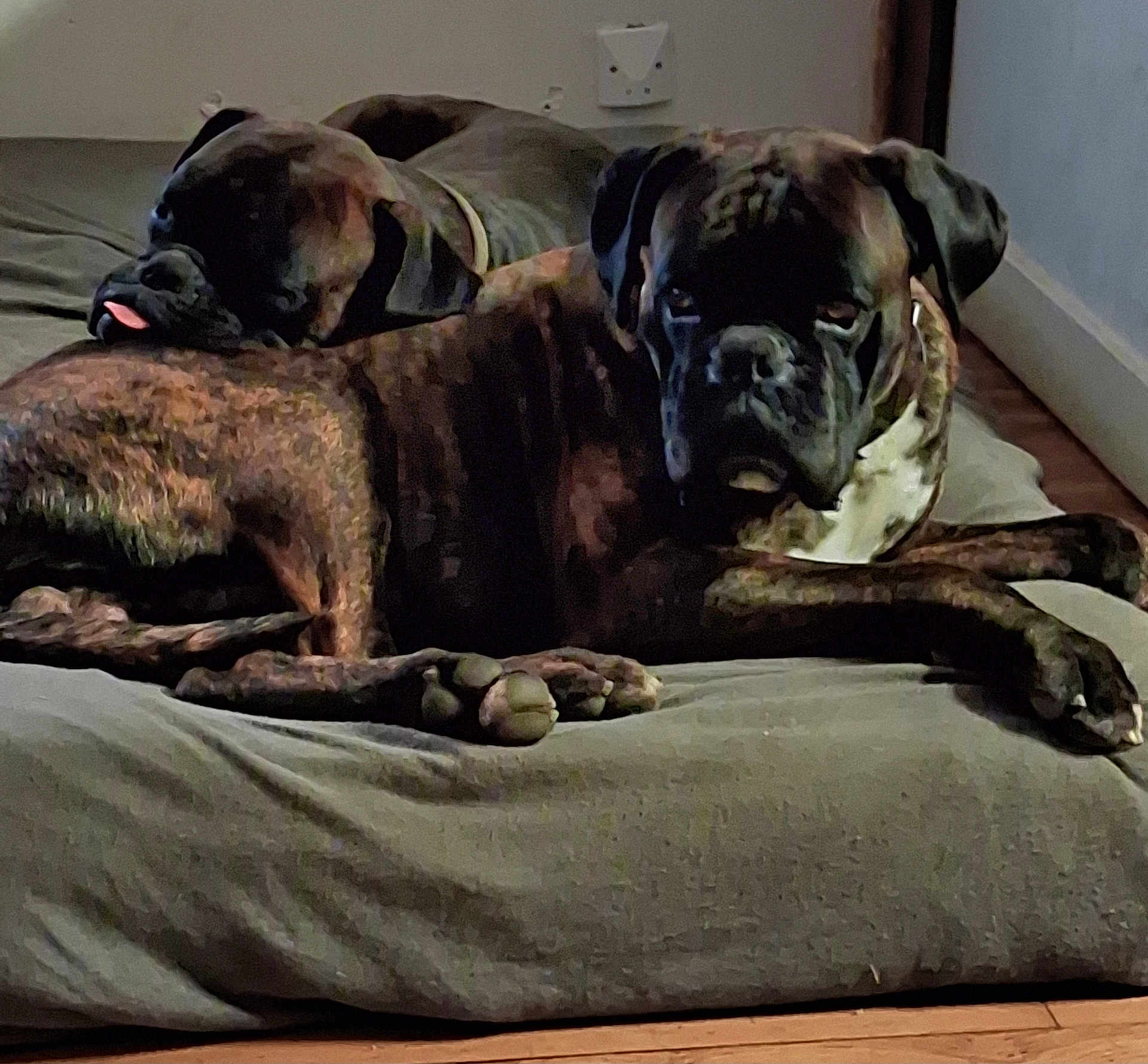 Tonnerre a rejoint le concours — aidez-le/la à gagner de superbes lots ! dog, dogs, boxer, brindle, pet, bed, mattress, pillow, sleeping, tongue_out, paws, collar, indoor, wooden_floor, wall_outlet, resting, snout, companions, cozy, close_up