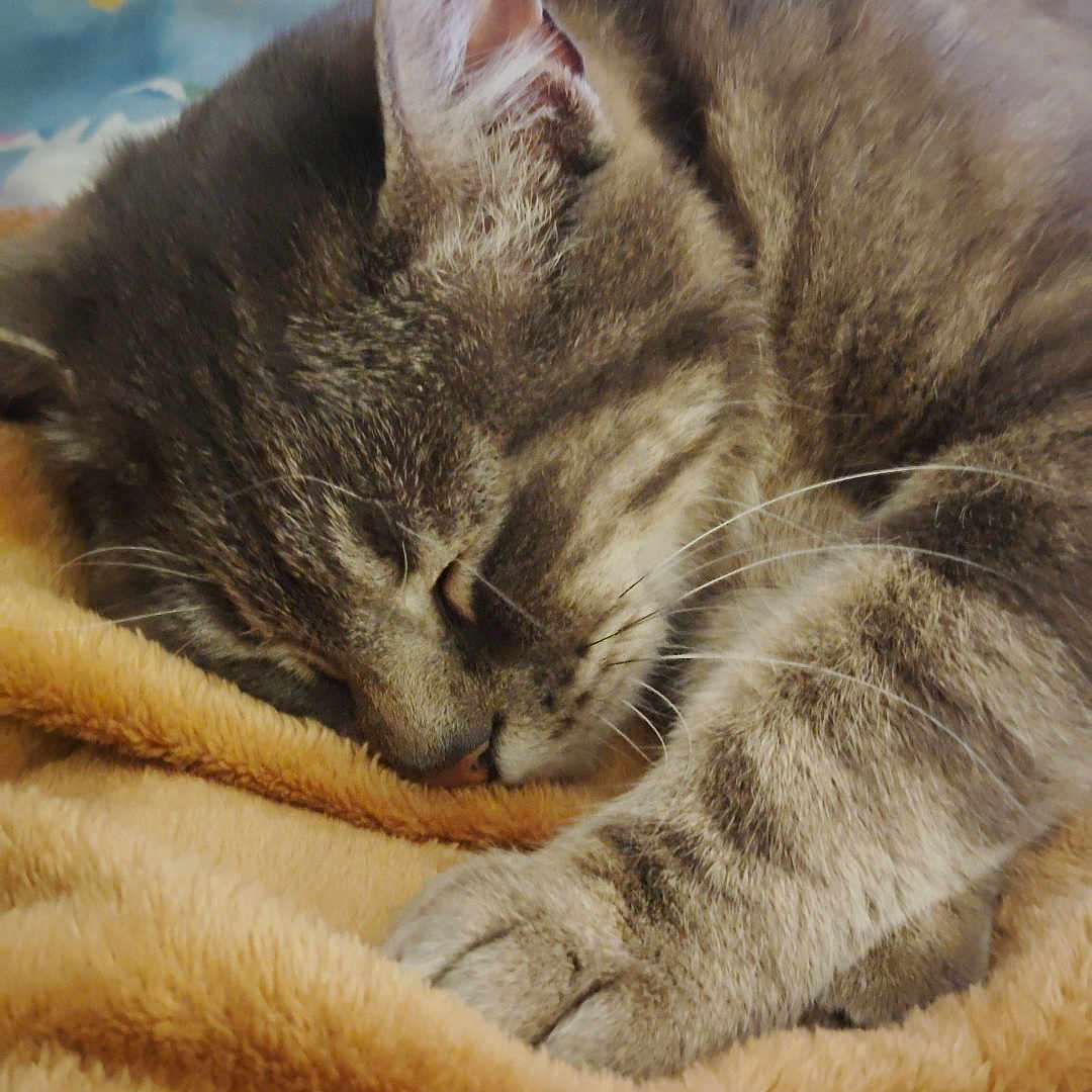 Rocket a rejoint le concours — aidez-le/la à gagner de superbes lots ! animal, blanket, cat, closeup, comfort, cozy, cute, domestic, fur, indoor, mammal, napping, paw, peaceful, pet, relaxation, rest, sleeping, soft, tabby