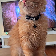 Fitzgerald joined the competition — help win amazing prizes! cat, kitten, orange_cat, feline, pet, collar, bell, table, remote_control, indoor, living_room, fur, whiskers, cute, curious, sitting, domestic_animal, household, close_up, young_cat