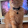 cat, kitten, orange_cat, feline, pet, collar, bell, table, remote_control, indoor, living_room, fur, whiskers, cute, curious, sitting, domestic_animal, household, close_up, young_cat