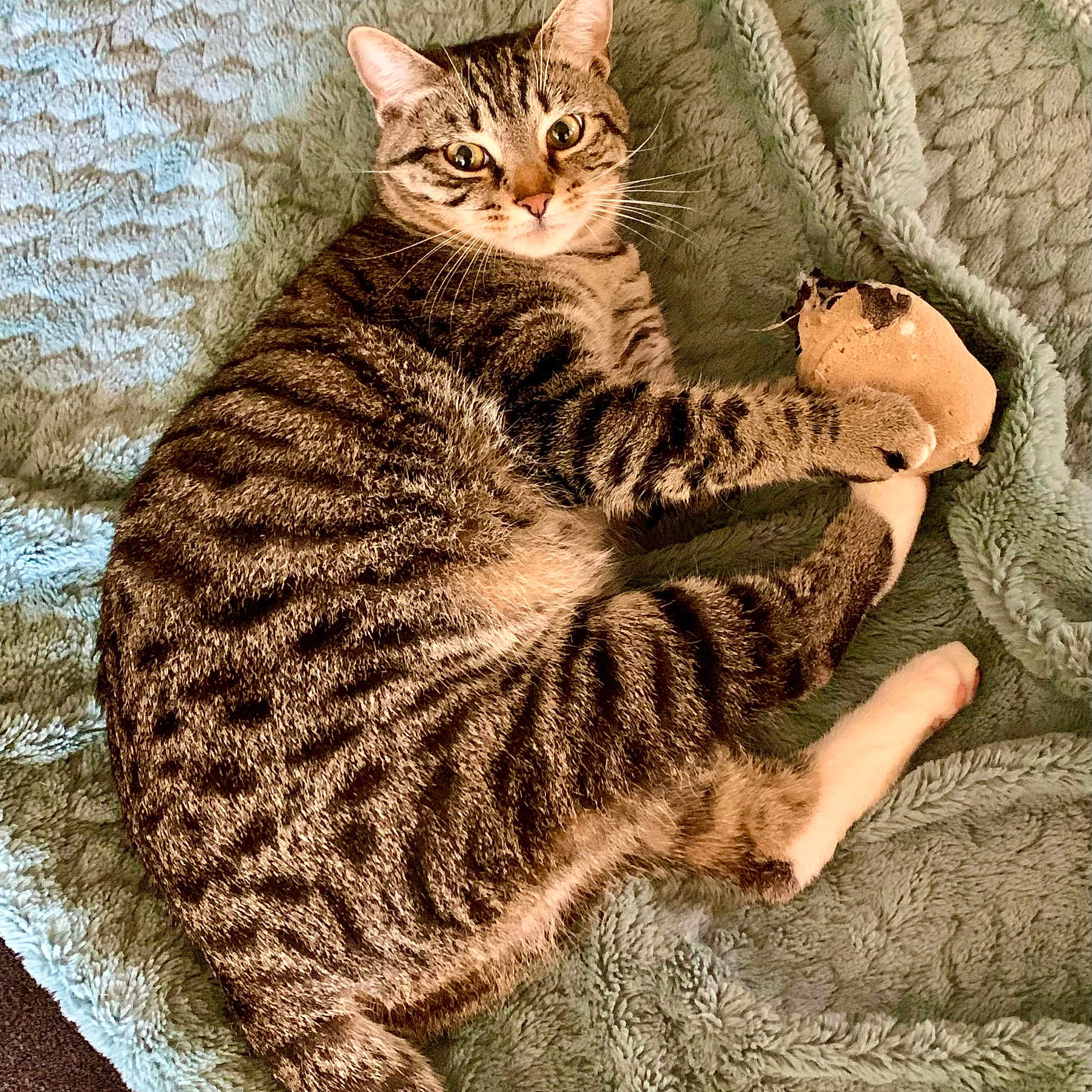 Toast is registered to the contest to win money with this photo: abyssinian, animal, bed, blanket, cat, chair, couch, cushion, egyptiancat, furniture, homedecor, kitten, manx, ocelot, person, pet, quilt, sleeping