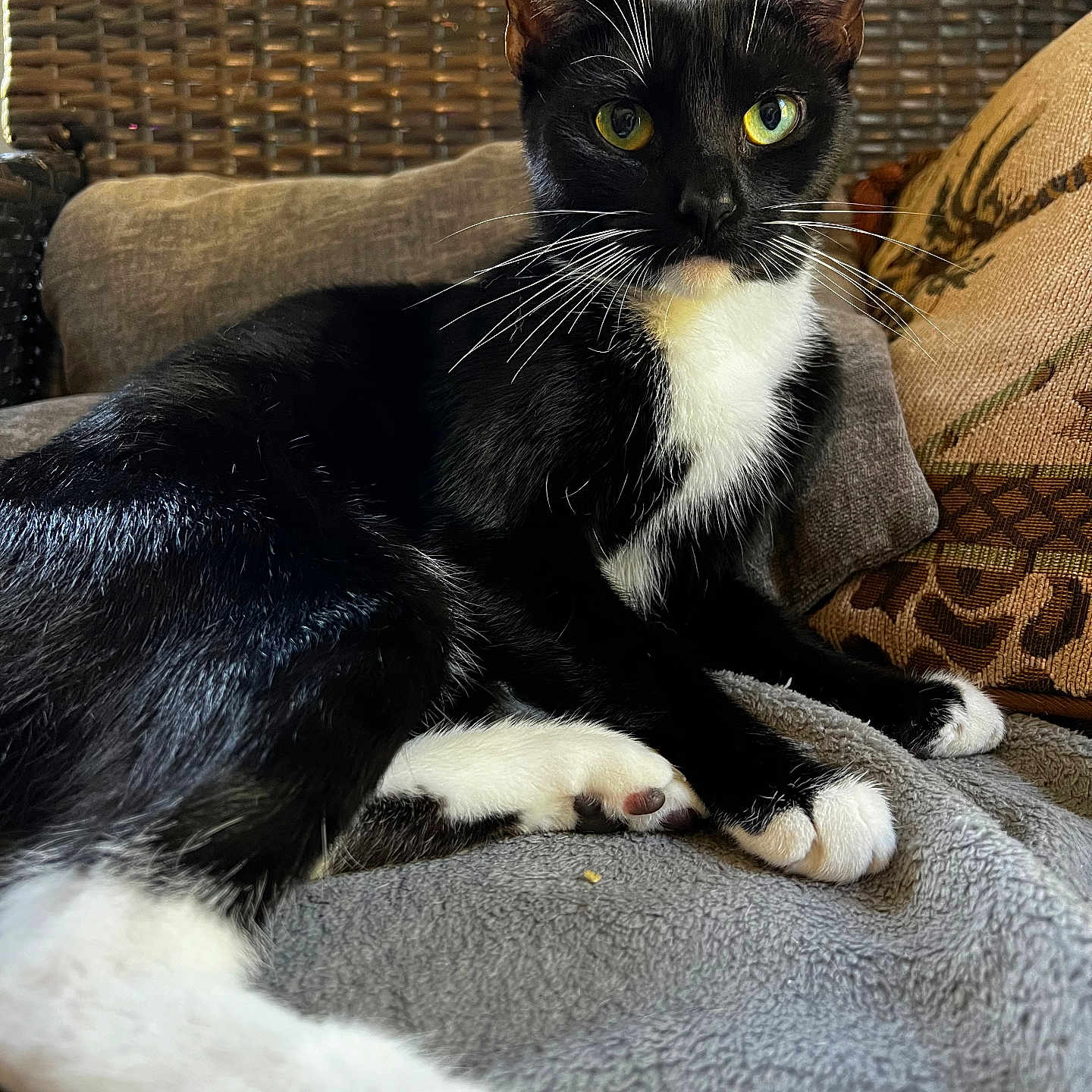 Luci
