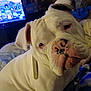 dog, white_dog, close_up, indoor, pet, animal, wrinkles, nose, ears, collar, face, portrait, curious, furniture, blanket, television, living_room, domestic, canine, companion