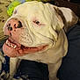 Ursula is registered to the contest to win money with this photo: dog, bulldog, white_dog, pet, indoor, toy, blanket, animal, happy, smiling, canine, closeup, face, tongue, cute, playful, domestic, fur, nostrils, teeth