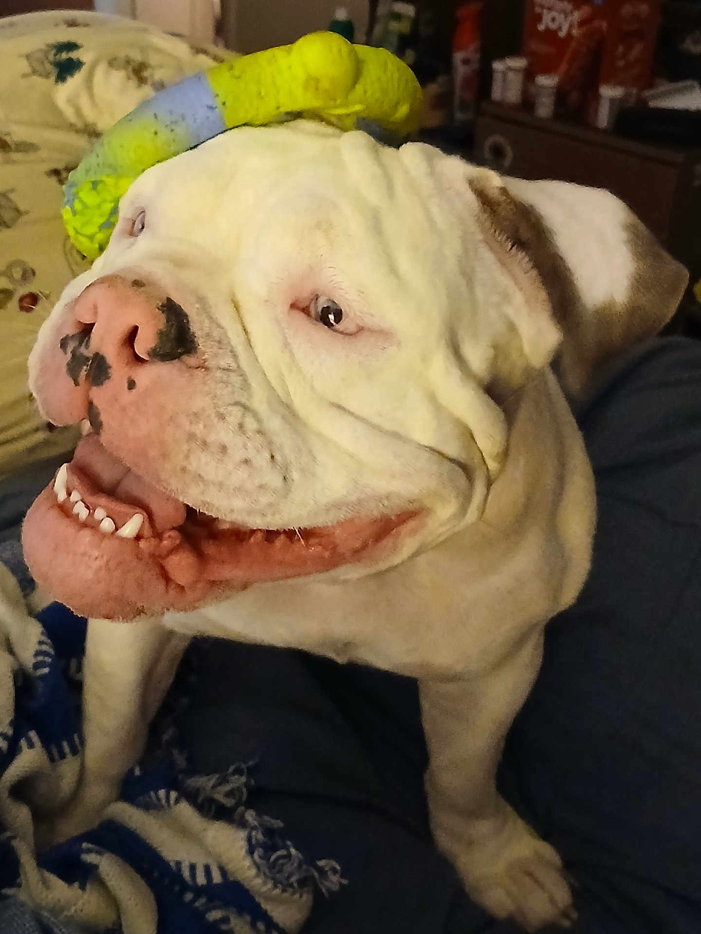Ursula is registered to the contest to win money with this photo: dog, bulldog, white_dog, pet, indoor, toy, blanket, animal, happy, smiling, canine, closeup, face, tongue, cute, playful, domestic, fur, nostrils, teeth