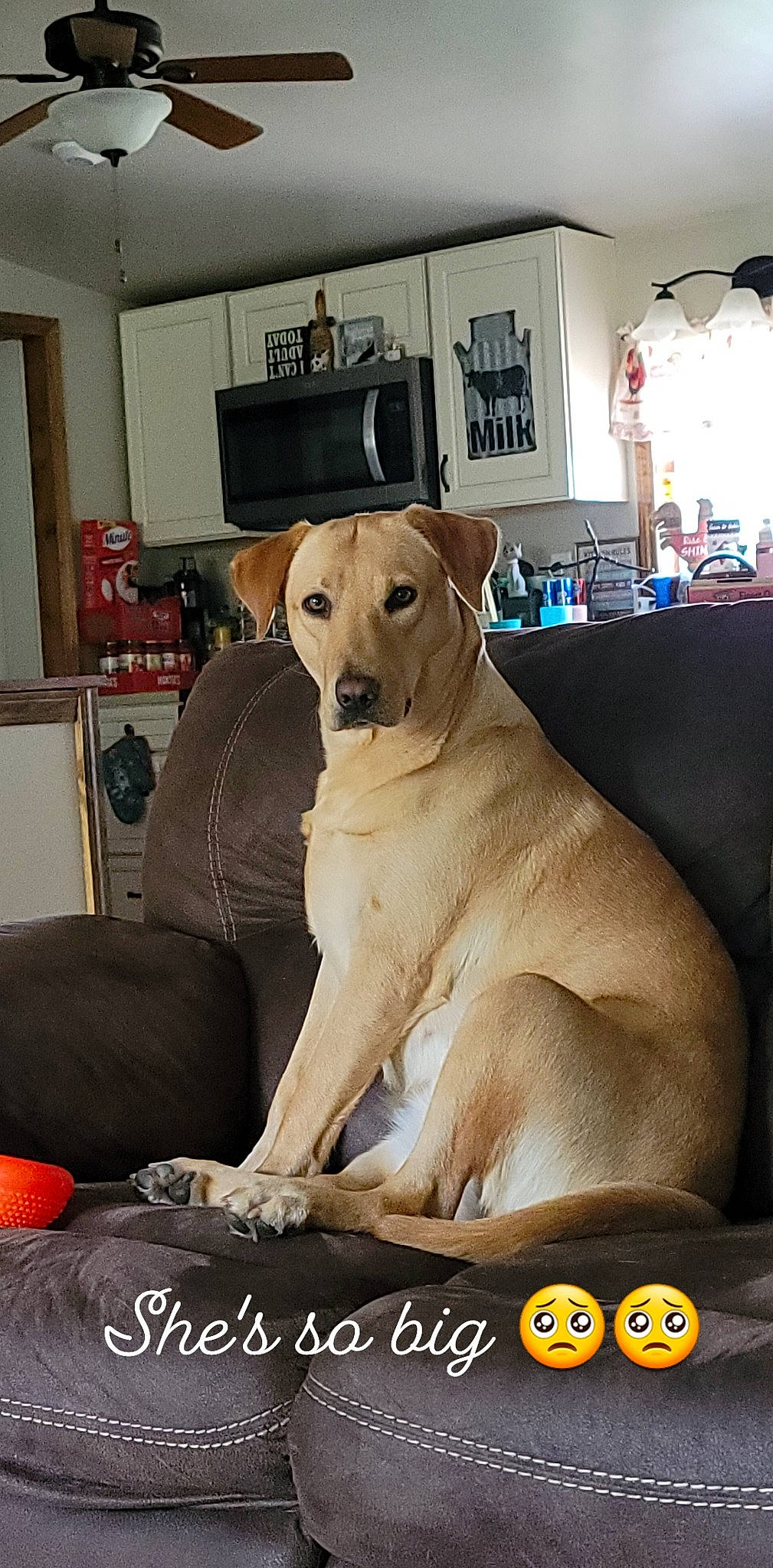 Reba is registered to the contest to win money with this photo: art, canidae, carnivore, chair, companion_dog, couch, dog, dog_breed, fawn, flooring, fur, non_sporting_group, photo_caption, picture_frame, room, snout, sporting_group, television, terrestrial_animal, working_animal