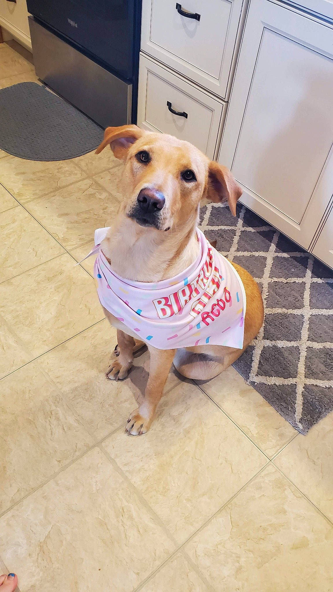 Reba joined the competition — help win amazing prizes! cabinetry, carnivore, chair, collar, companion_dog, dog, dog_breed, dog_clothes, dog_supply, fawn, floor, flooring, hardwood, leash, mammal, pet_supply, refrigerator, tile, wood, working_animal