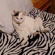 Pinot is registered to the contest to win money with this photo: animal, bedroom, bell, blanket, calico, cat, collar, cozy, cute, domestic, feline, furniture, home, indoor, nightstand, pet, pillow, relaxed, resting, zebra_stripe