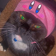 Tom joined the competition — help win amazing prizes! cat, black_cat, white_paws, blue_collar, pink_hat, cartoon_face_hat, whiskers, yellow_eyes, pet, indoor, cat_tree, fur, close_up, animal, cute, domestic_cat, resting, cozy, funny_hat, portrait