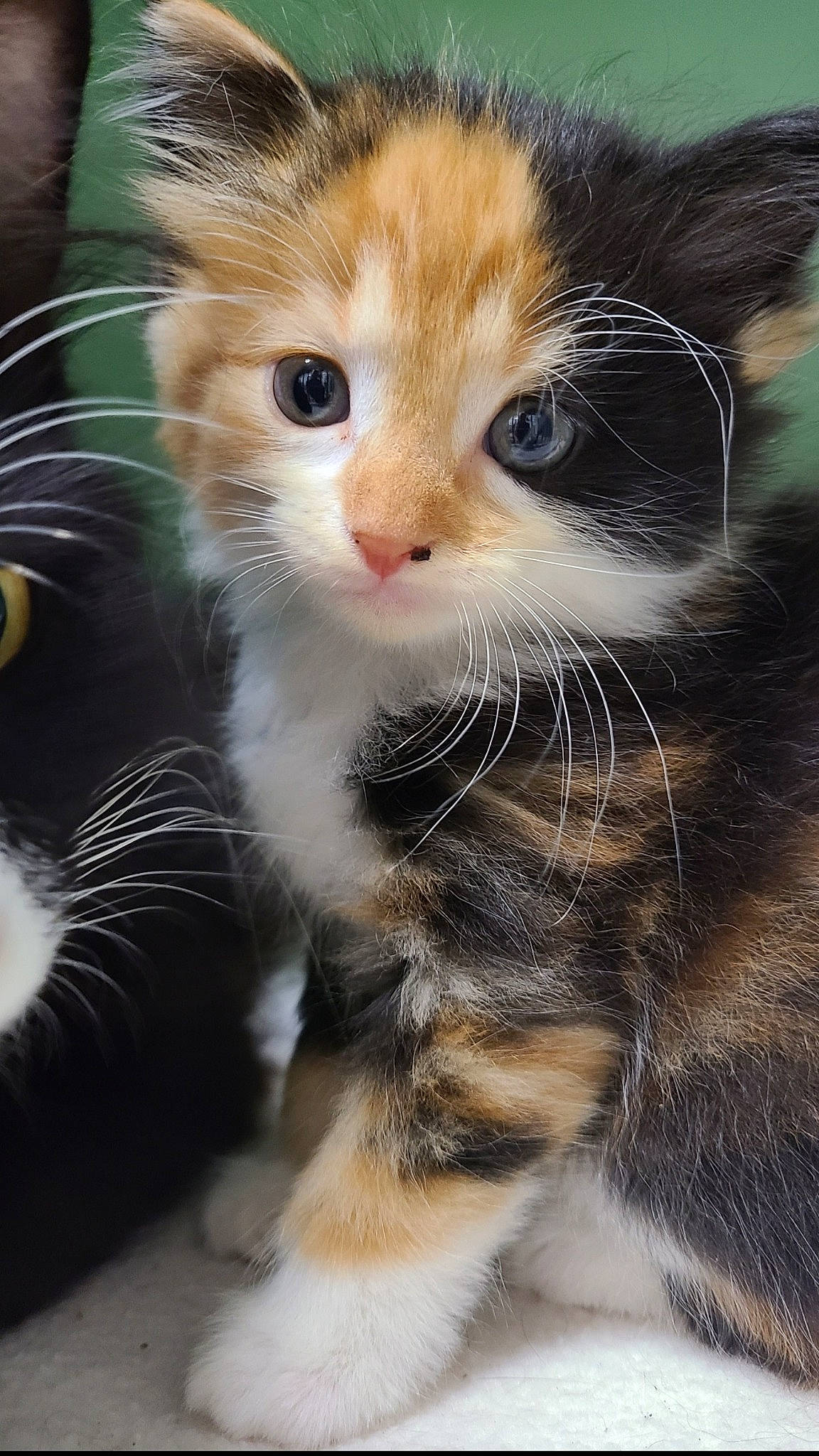 Mamba joined the competition — help win amazing prizes! carnivore, cat, claw, close_up, comfort, domestic_short_haired_cat, fawn, felidae, fur, paw, small_to_medium_sized_cats, snout, tail, terrestrial_animal, whiskers, window