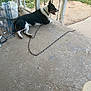 black_and_white, canine, chain, collar, concrete, daytime, dog, fence, grass, happy, metal, outdoor, pet, porch, railing, resting, sidewalk, sunlight, tongue_out, vehicle