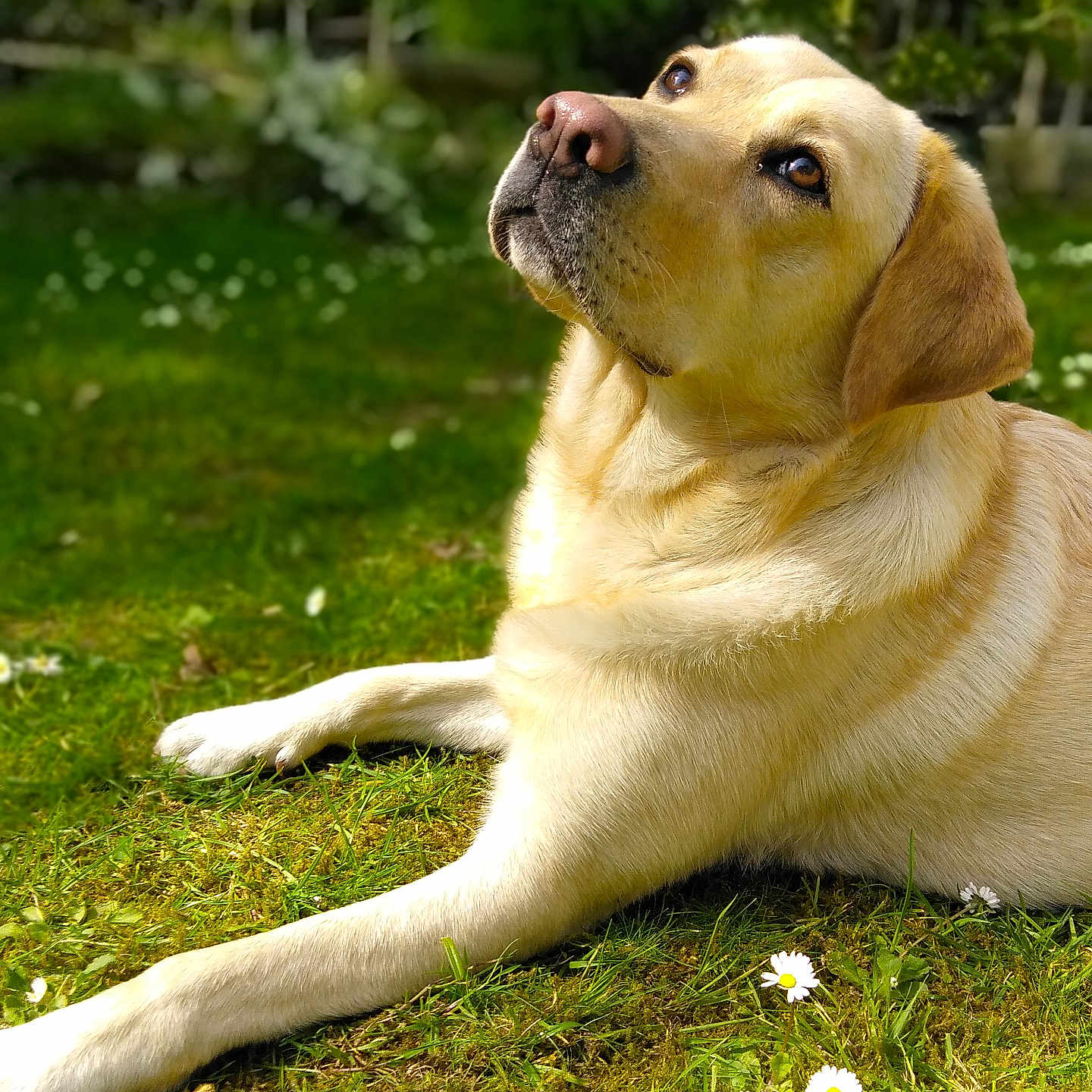 Omane participe au concours pour gagner de l'argent avec cette photo : animal, canine, cute, daisy, dog, flower, friendly, garden, grass, labrador, lying_down, mammal, nature, outdoor, pet, portrait, relaxed, summer, sunlight, yellow_lab