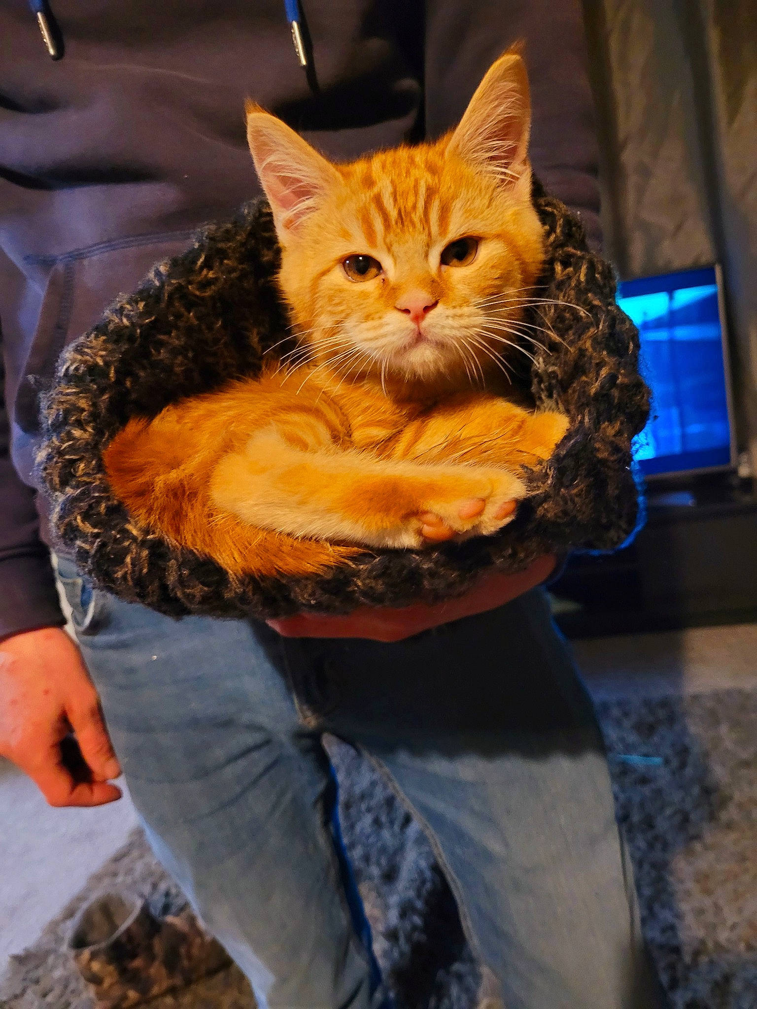 Crunchie joined the competition — help win amazing prizes! bag, carnivore, cat, claw, comfort, denim, domestic_short_haired_cat, fashion_accessory, fawn, felidae, fur, sitting, small_to_medium_sized_cats, snout, tail, tree, whiskers