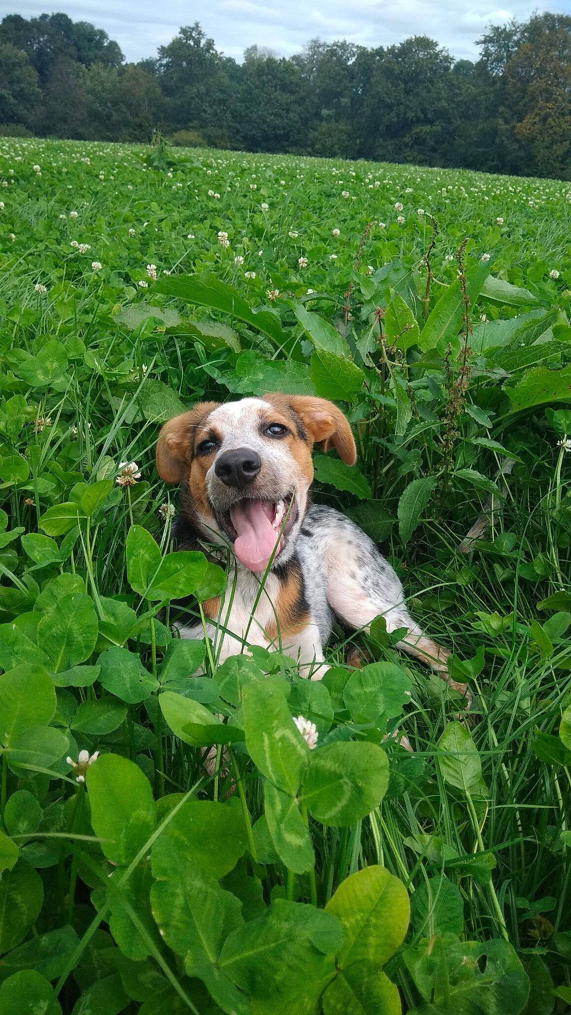 Falou a rejoint le concours — aidez-le/la à gagner de superbes lots ! canidae, carnivore, dog, dog_breed, fawn, flower, grass, grass_family, plant, sporting_group
