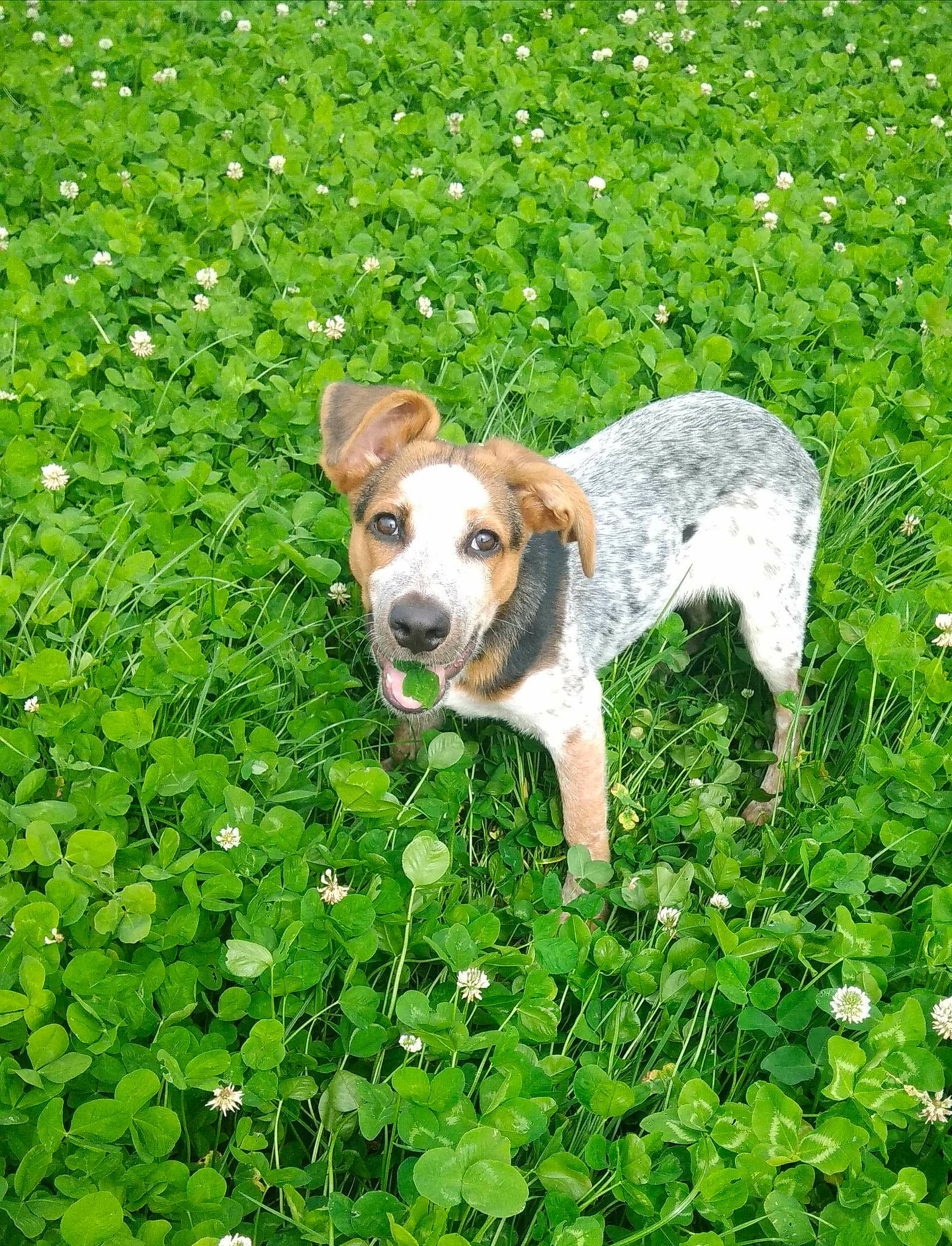 Falou a rejoint le concours — aidez-le/la à gagner de superbes lots ! canidae, carnivore, companion_dog, dog, dog_breed, fawn, flower, grass, mammal, plant