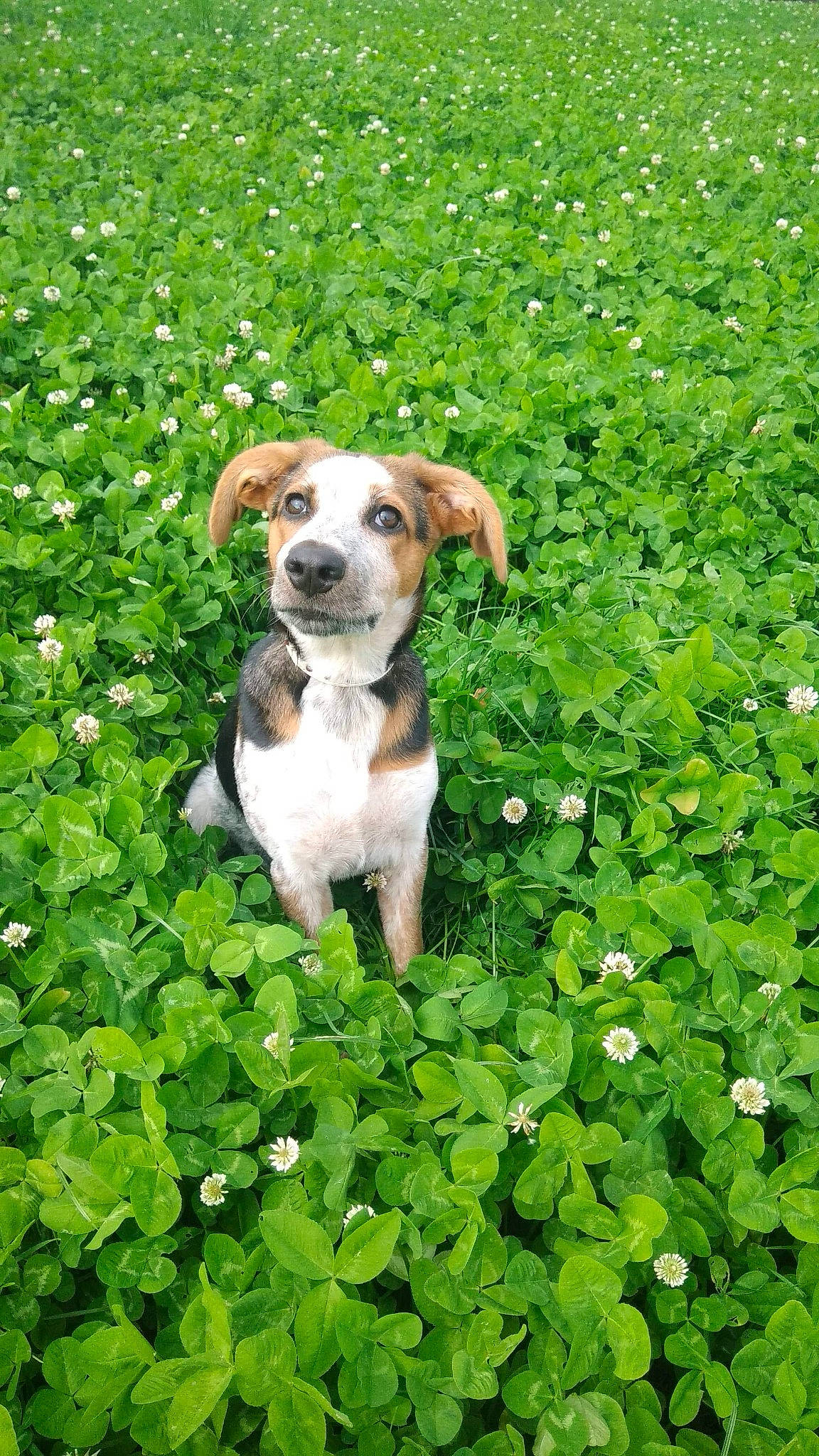 Falou participe au concours pour gagner de l'argent avec cette photo : american_bulldog, american_staffordshire_terrier, australian_bulldog, canidae, carnivore, companion_dog, dog, dog_breed, fawn, flower, grass, mammal, plant, puppy
