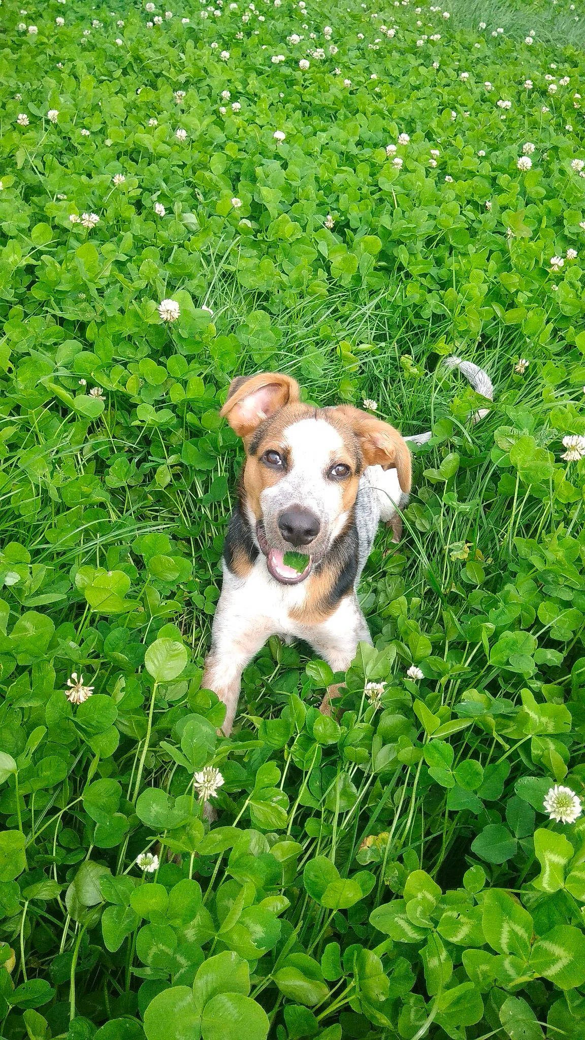 Falou a rejoint le concours — aidez-le/la à gagner de superbes lots ! beagle, canidae, carnivore, companion_dog, dog, dog_breed, fawn, flower, grass, mammal, meadow, plant, puppy, sporting_group, wildflower
