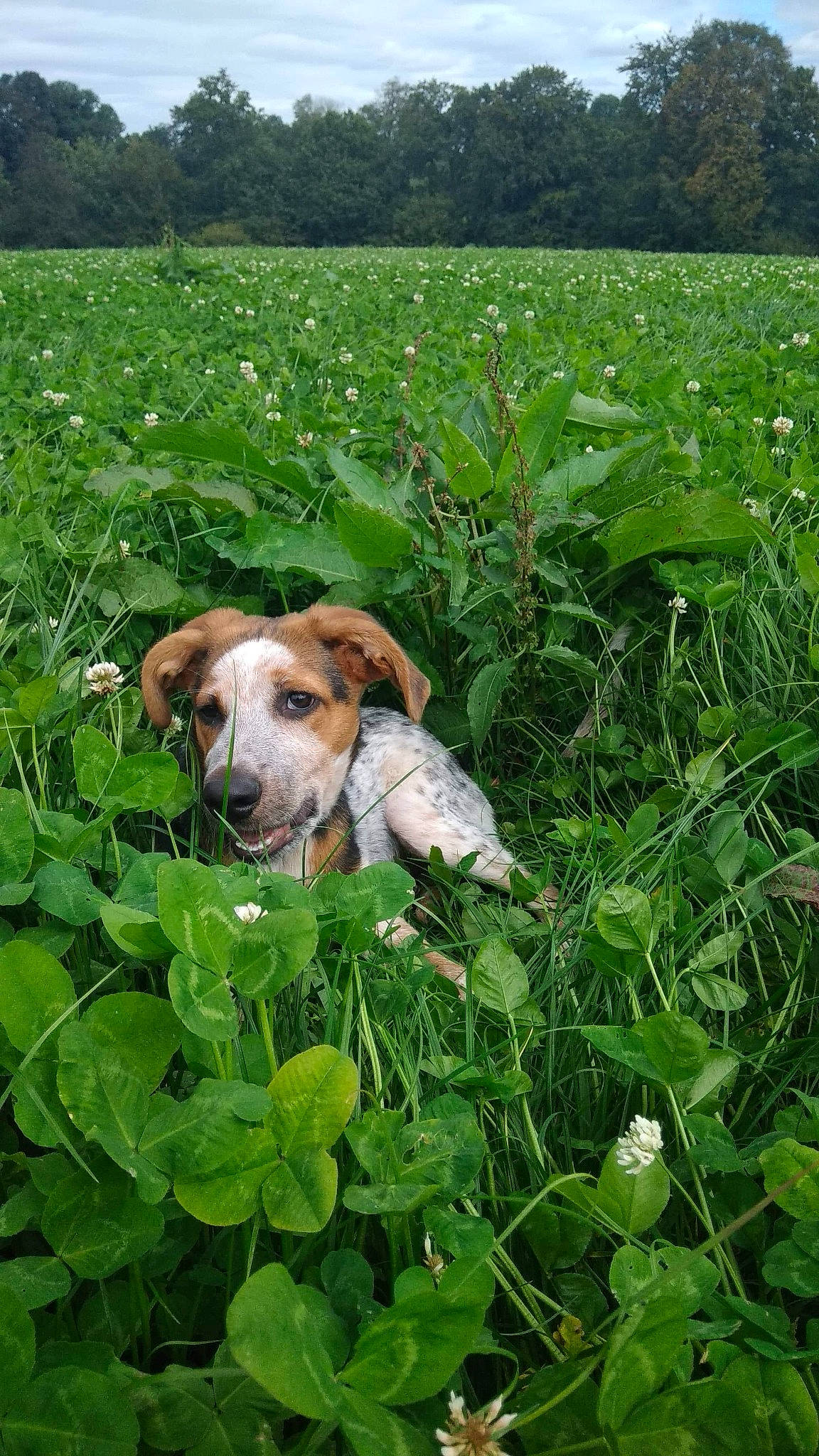 Falou participe au concours pour gagner de l'argent avec cette photo : canidae, carnivore, dog, dog_breed, fawn, flower, grass, grassland, heracleum_plant, meadow, plant, potcake_dog, wildflower