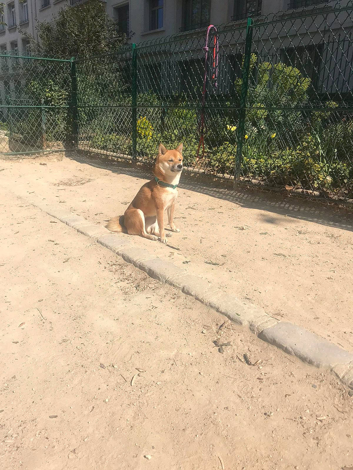 Nougat participe au concours pour gagner de l'argent avec cette photo : canidae, carnivore, dog, dog_breed, fawn, german_shepherd_dog, sidewalk, street_dog, summer, tail, vacation, wildlife, zoo