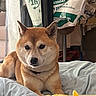 Nougat a rejoint le concours — aidez-le/la à gagner de superbes lots ! animal, bag, bed, clothes, collar, cozy, dog, ears, face, food, fork, fur, indoor, pasta, pet, plate, relaxing, shiba_inu, waiting, window