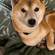 Nougat participe au concours pour gagner de l'argent avec cette photo : animal, bedroom, blanket, canine, collar, cozy, cute, dog, domestic, ears, face, fur, green, indoor, looking_at_camera, paw, pet, relaxed, resting, shiba_inu