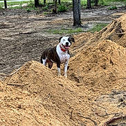 Maddie is registered to the contest to win money with this photo: animal, black, brown, canine, collar, daylight, dirt_mound, dog, earth, forest, happy, nature, outdoor, playful, sand, smiling, tongue_out, trees, white, woodland