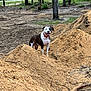 animal, black, brown, canine, collar, daylight, dirt_mound, dog, earth, forest, happy, nature, outdoor, playful, sand, smiling, tongue_out, trees, white, woodland