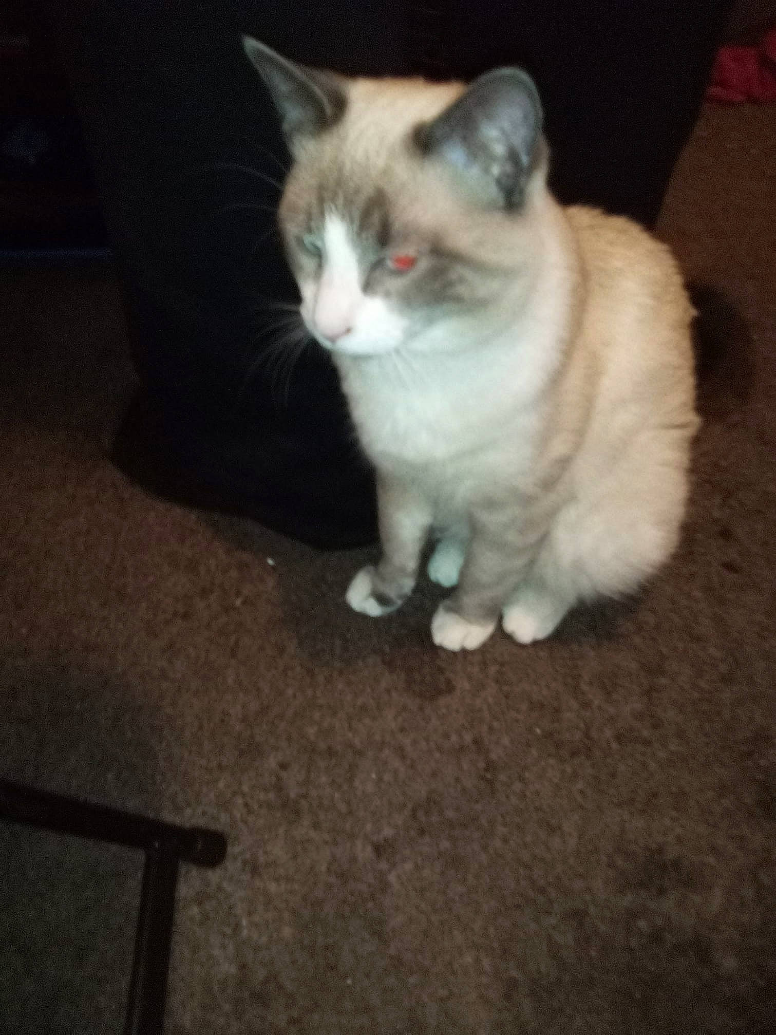 Simba is registered to the contest to win money with this photo: asian, carnivore, cat, domestic_short_haired_cat, european_shorthair, eye, fawn, felidae, fur, kitten, mammal, ojos_azules, polydactyl_cat, ragdoll, small_to_medium_sized_cats, snowshoe, tail, turkish_angora, vertebrate, whiskers