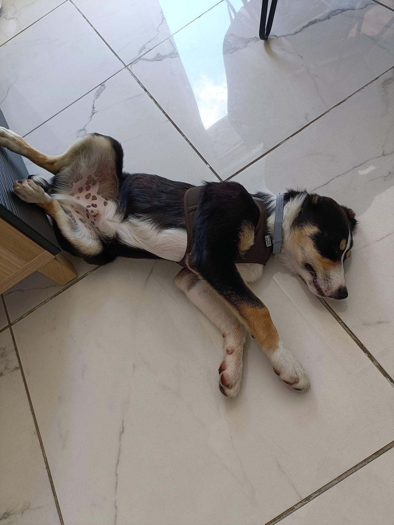 Loki a rejoint le concours — aidez-le/la à gagner de superbes lots ! canidae, carnivore, claw, companion_dog, dog, dog_breed, fawn, flooring, foot, fur, human_leg, leash, metal, paw, snout, sporting_group, tail, wing, wire, working_animal