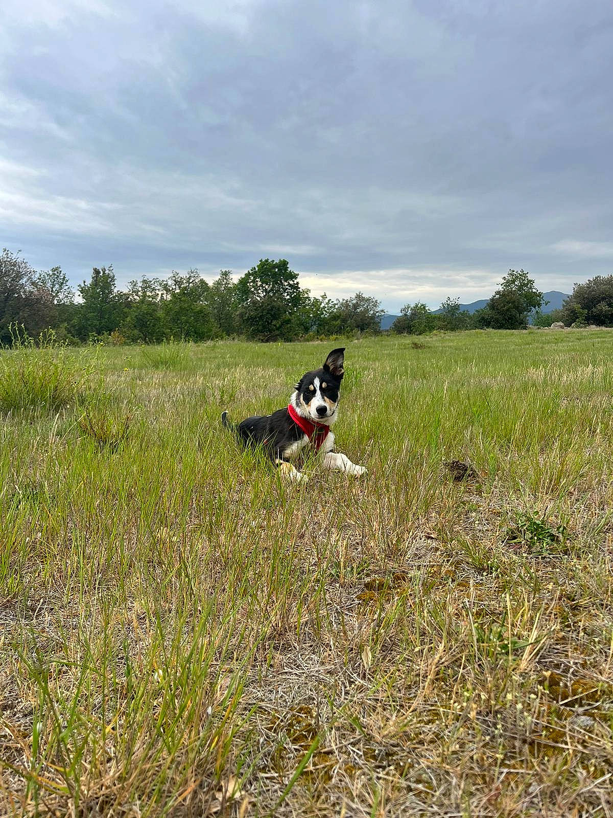 Loki participe au concours pour gagner de l'argent avec cette photo : beak, canidae, carnivore, cloud, dog, dog_breed, field, grass, grassland, landscape, meadow, natural_landscape, pasture, plant, prairie, sky, soil, sporting_group, steppe, tree