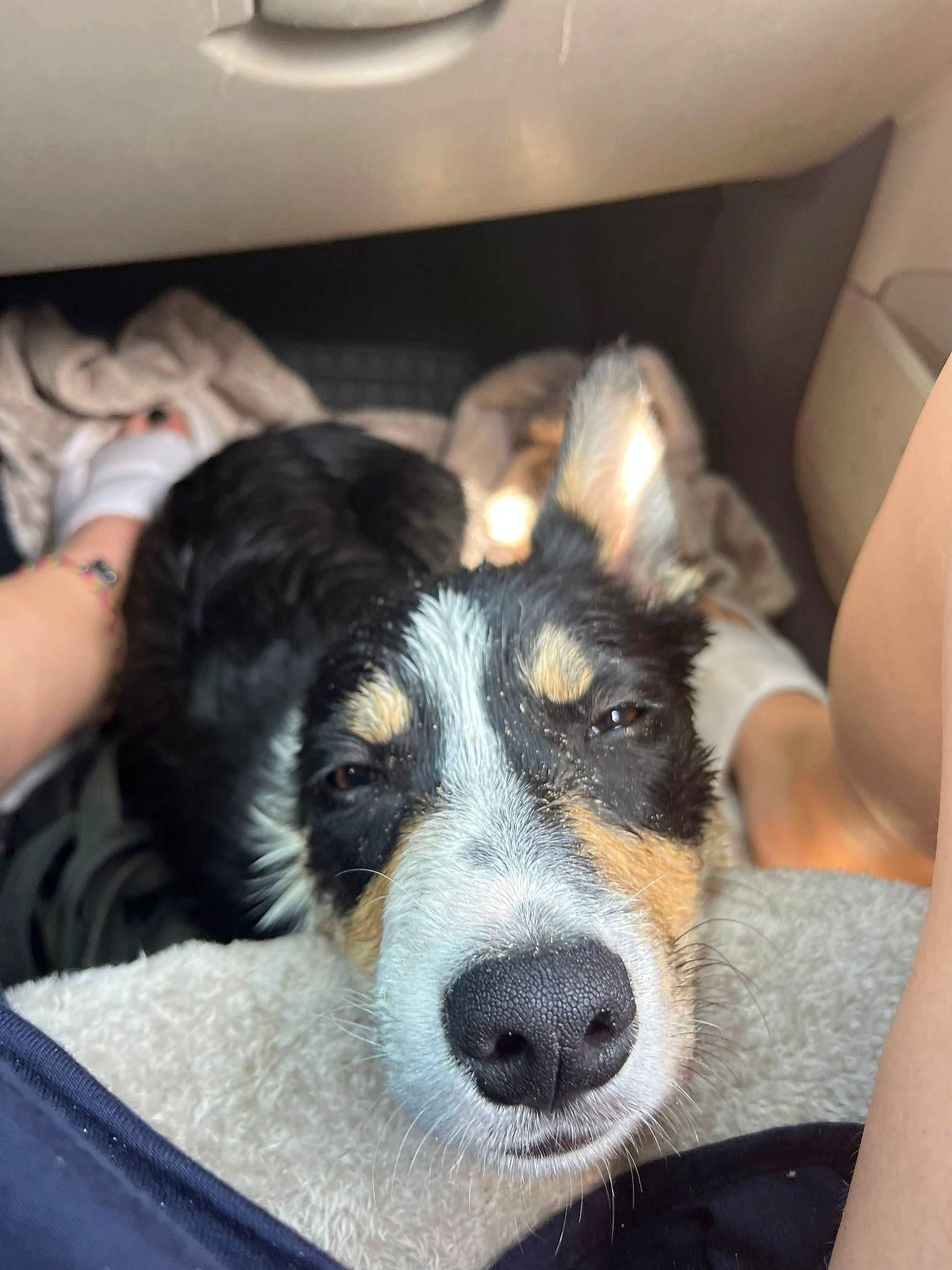 Loki a rejoint le concours — aidez-le/la à gagner de superbes lots ! canidae, carnivore, chair, comfort, companion_dog, couch, dog, dog_breed, fur, human_leg, lap, paw, puppy, sitting, snout, sporting_group, terrestrial_animal, whiskers, working_animal, working_dog