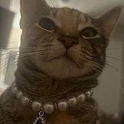 Mocha joined the competition — help win amazing prizes! cat, tabby, close_up, necklace, pearl, jewelry, blue_pendant, pet, feline, whiskers, face, ears, fur, domestic_animal, indoor, portrait, curious, majestic, animal, cute