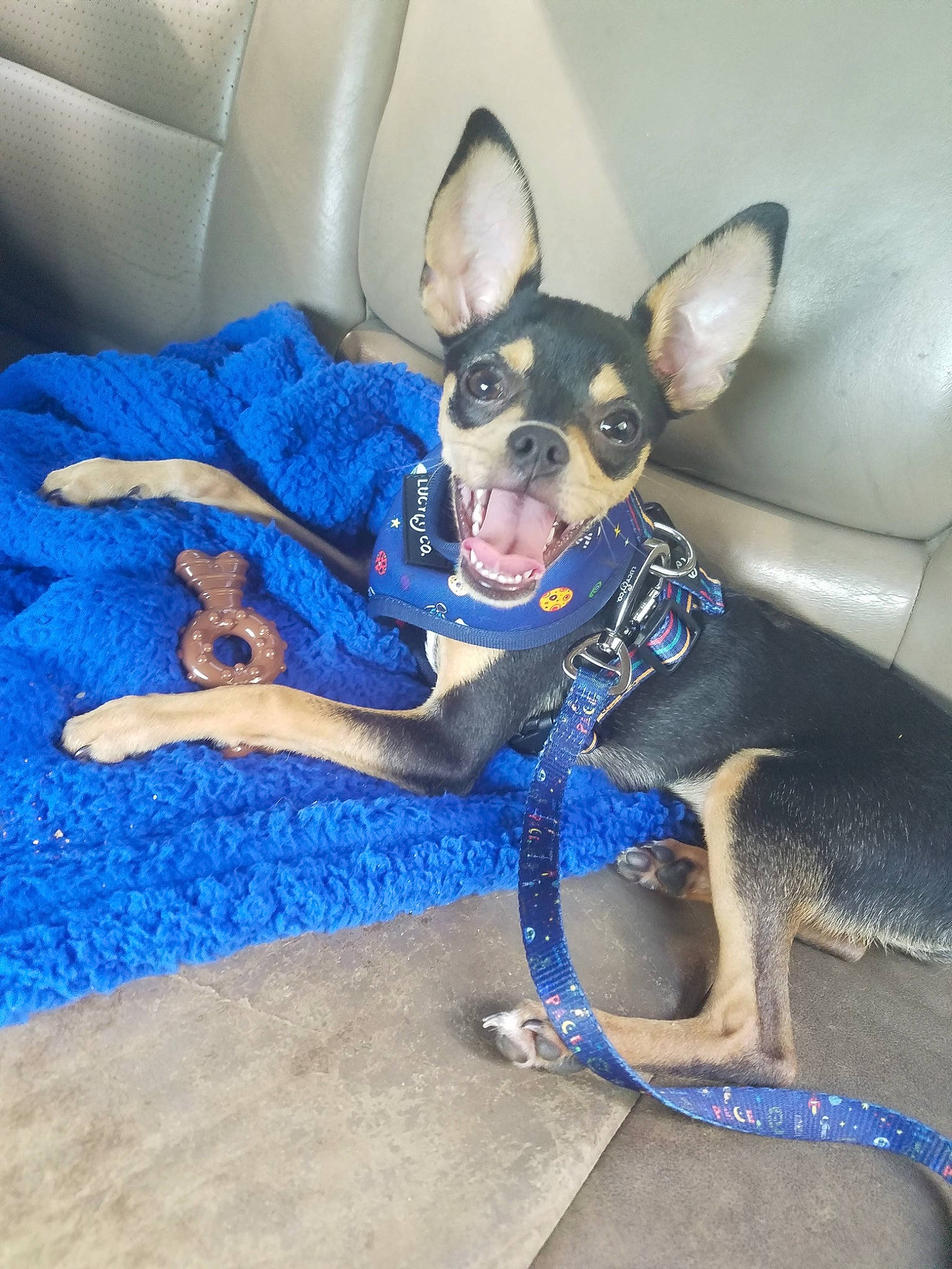 Dobbs joined the competition — help win amazing prizes! blue, canidae, carnivore, chihuahua, collar, comfort, companion_dog, dog, dog_breed, dog_supply, electric_blue, fawn, purple, russkiy_toy, sitting, snout, sporting_group, toy_dog, whiskers, working_animal