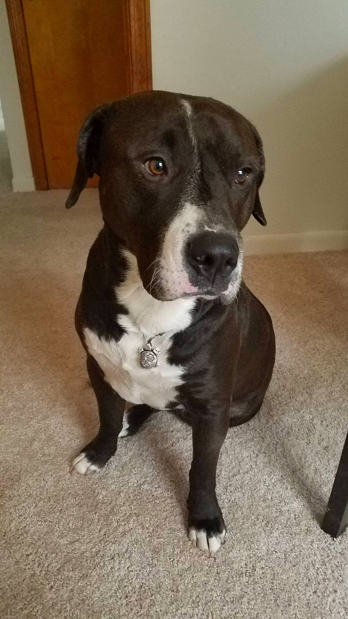 Buster is registered to the contest to win money with this photo: borador, boston_terrier, canidae, carnivore, collar, companion_dog, dog, dog_breed, dog_collar, fawn, flooring, fur, hunting_dog, non_sporting_group, puppy, snout, sporting_group, whiskers, working_animal, working_dog