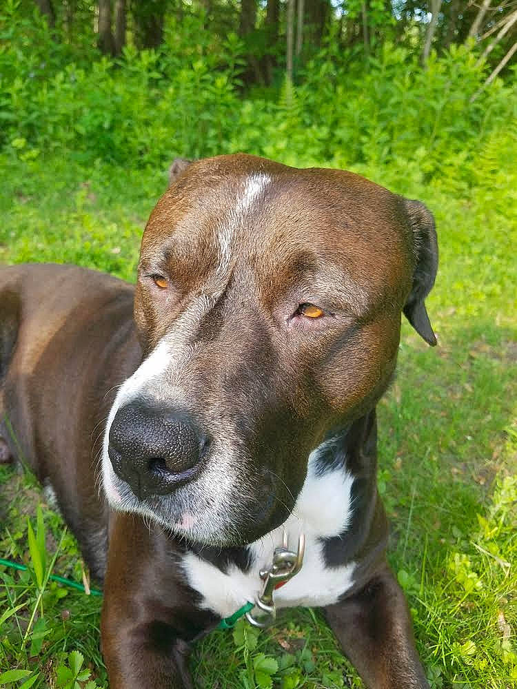 Buster joined the competition — help win amazing prizes! canidae, carnivore, collar, companion_dog, dog, dog_breed, dog_collar, ear, fawn, grass, gun_dog, liver, pet_supply, plant, snout, sporting_group, terrestrial_animal, tree, whiskers, working_animal