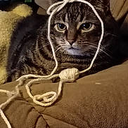 Squeaky joined the competition — help win amazing prizes! animal, brown_couch, cat, closeup, couch, cozy, ears, eyes, face, feline, fur, home, indoor, pet, relaxed, resting, string, tabby_cat, whiskers, yarn