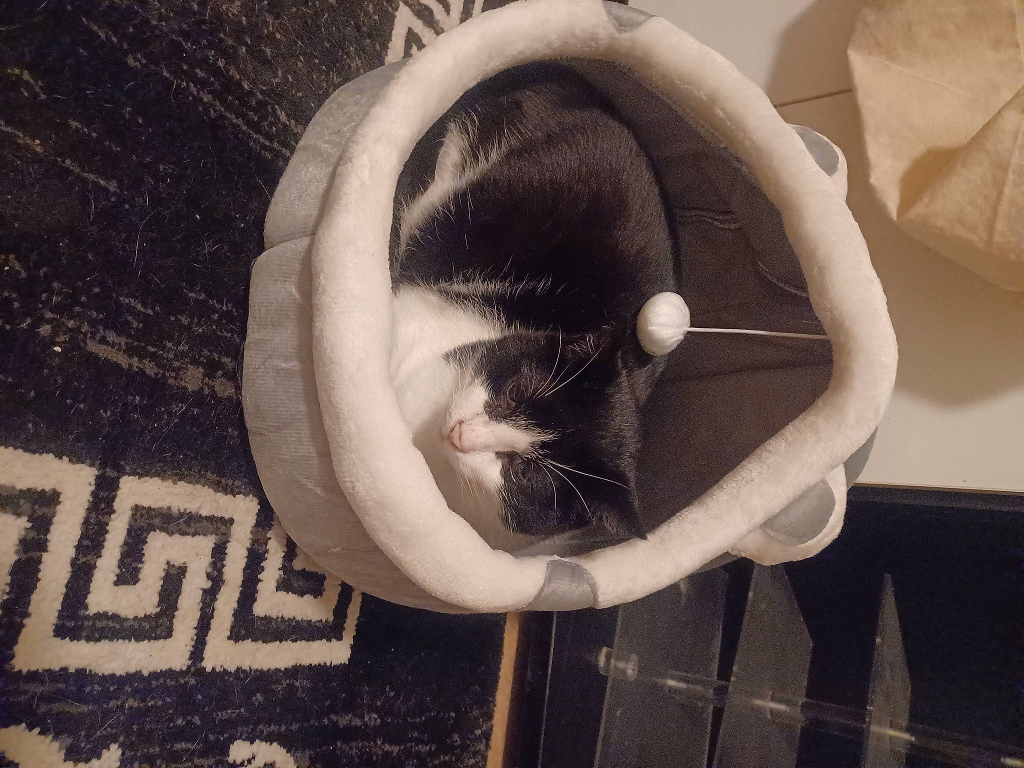 Zorro participe au concours pour gagner de l'argent avec cette photo : art, audio_equipment, black_and_white, circle, ear, eyelash, eyewear, flash_photography, font, happy, monochrome, monochrome_photography, pattern, snout, still_life_photography, stock_photography, style, symmetry, tints_and_shades, visual_arts