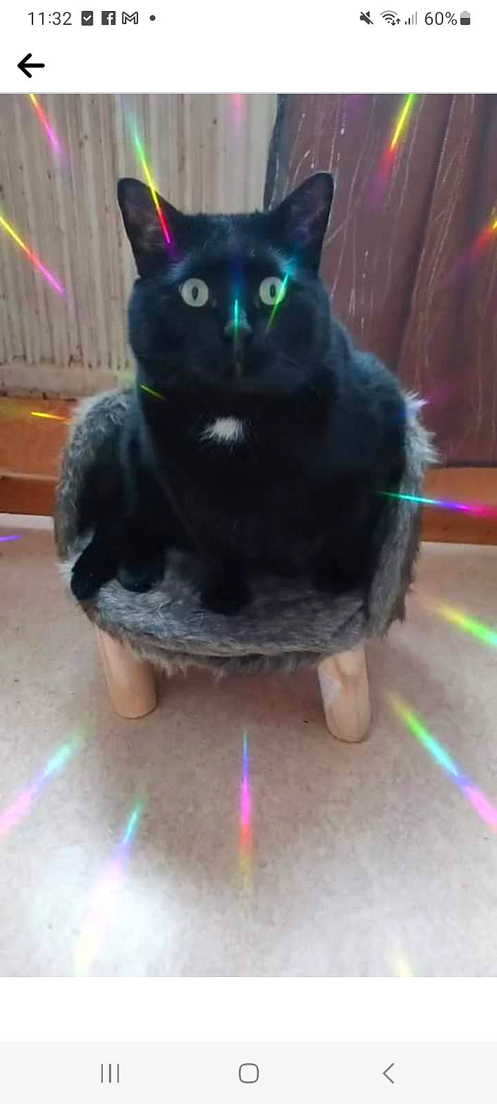 Fripouille participe au concours pour gagner de l'argent avec cette photo : black_cat, bombay, carnivore, cat, costume, domestic_short_haired_cat, electric_blue, felidae, flooring, fun, fur, light, purple, small_to_medium_sized_cats, snout, tail, terrestrial_animal, whiskers