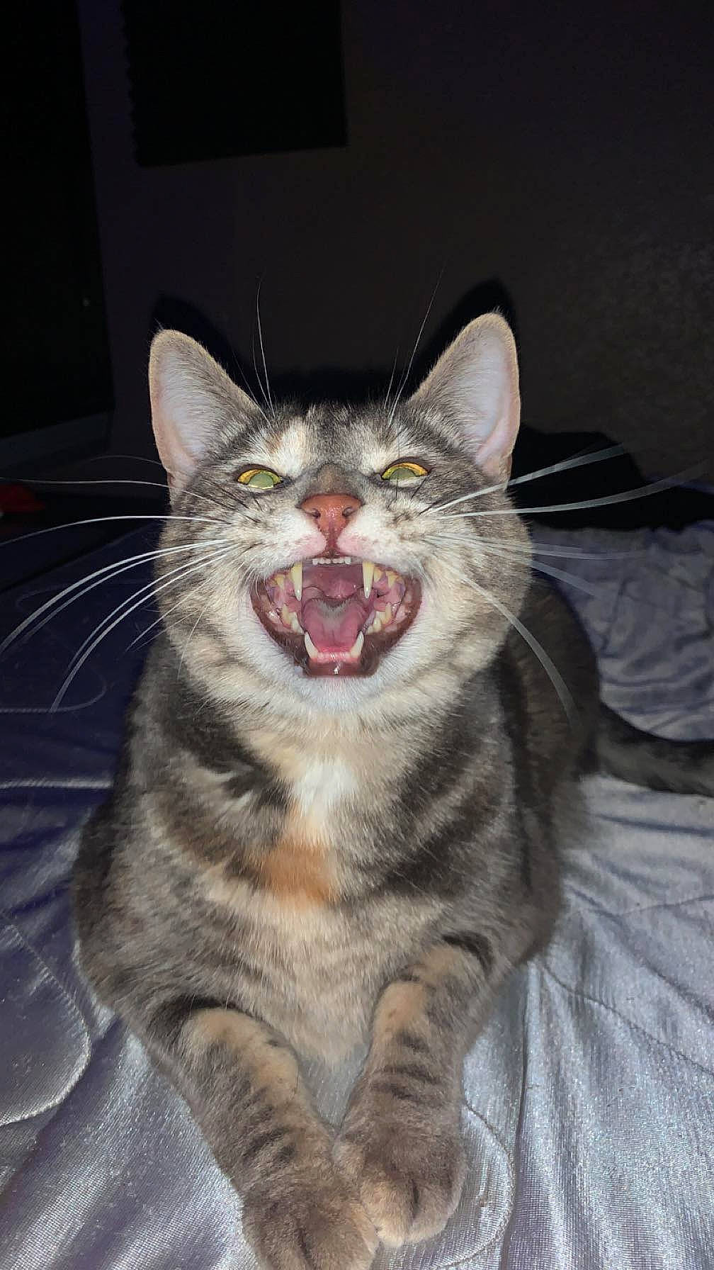 Daisy a rejoint le concours — aidez-le/la à gagner de superbes lots ! carnivore, cat, domestic_short_haired_cat, eye, fang, felidae, fur, head, iris, jaw, paw, roar, small_to_medium_sized_cats, smile, snout, terrestrial_animal, tooth, whiskers, window, yawn