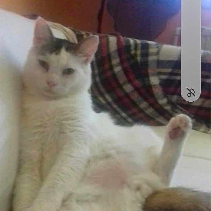 Poupoune