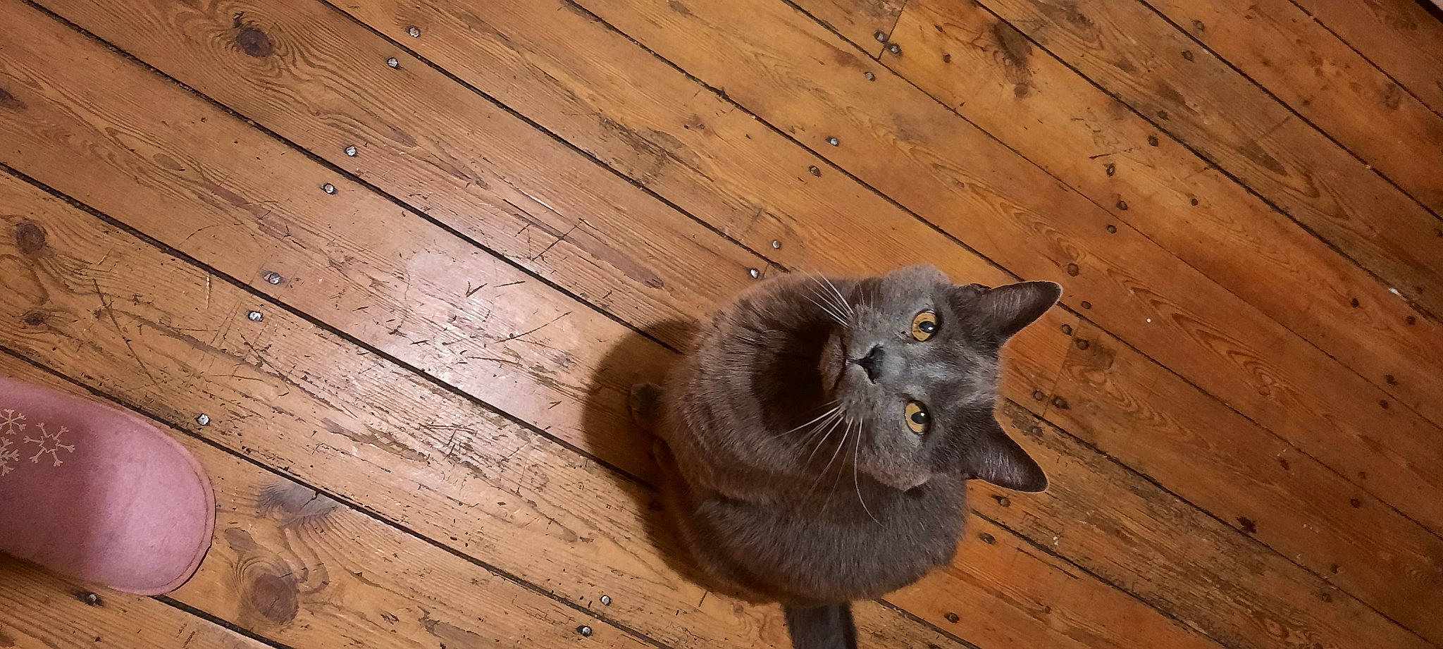 Grisou participe au concours pour gagner de l'argent avec cette photo : carnivore, cat, domestic_short_haired_cat, fawn, felidae, floor, flooring, fur, hardwood, laminate_flooring, plank, russian_blue, small_to_medium_sized_cats, snout, tail, varnish, whiskers, wood, wood_flooring, wood_stain