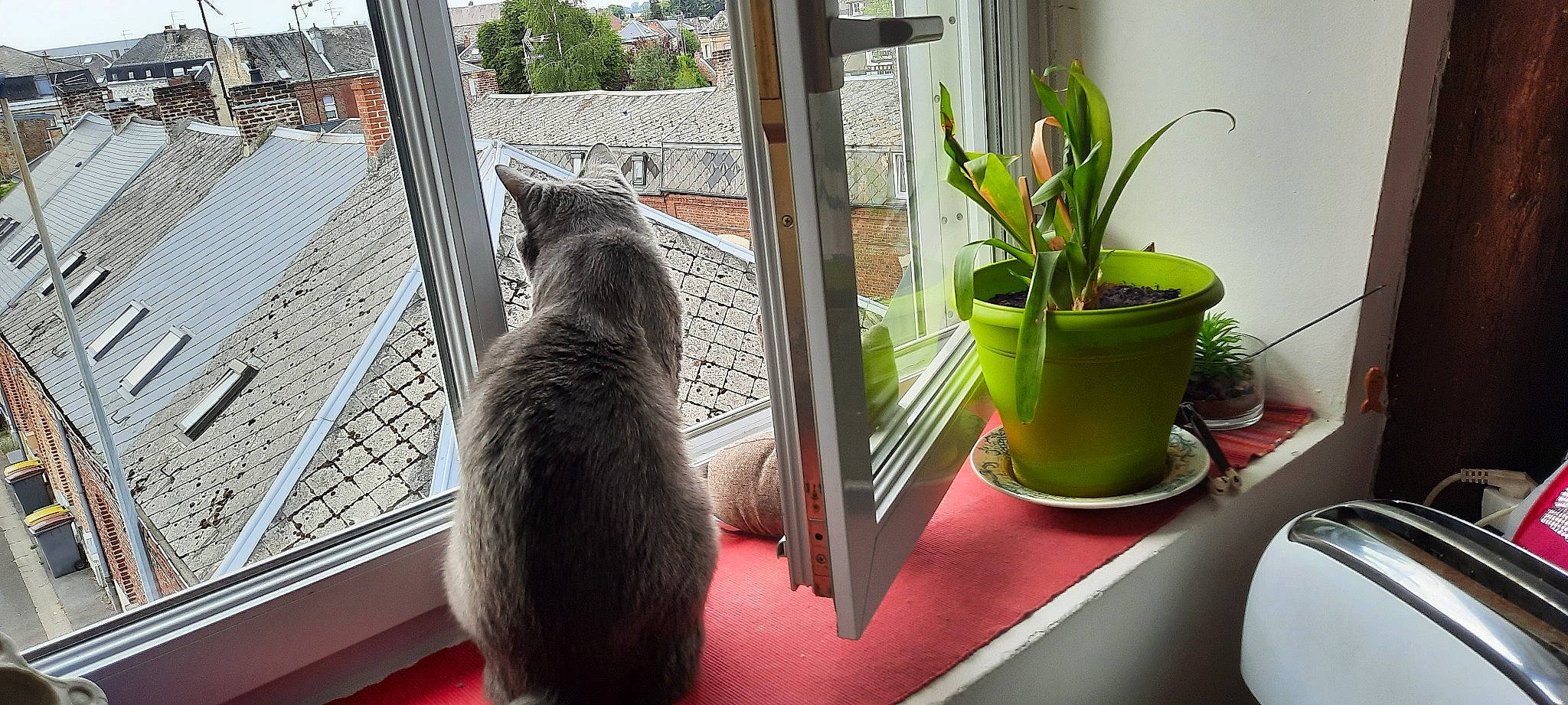 Grisou a rejoint le concours — aidez-le/la à gagner de superbes lots ! carnivore, cat, comfort, felidae, flooring, flowerpot, glass, grass, house, houseplant, interior_design, plant, small_to_medium_sized_cats, table, tail, terrestrial_plant, textile, whiskers, window, wood