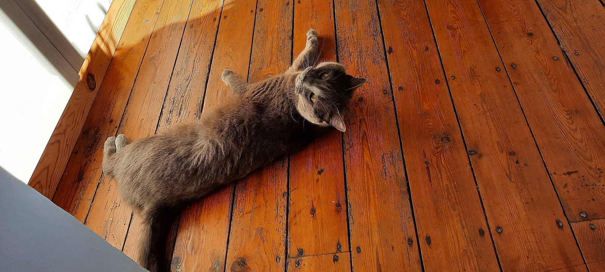 Grisou a rejoint le concours — aidez-le/la à gagner de superbes lots ! carnivore, cat, claw, domestic_short_haired_cat, fawn, felidae, flooring, fur, hardwood, lumber, plank, small_to_medium_sized_cats, snout, tail, terrestrial_animal, varnish, whiskers, wood, wood_flooring, wood_stain