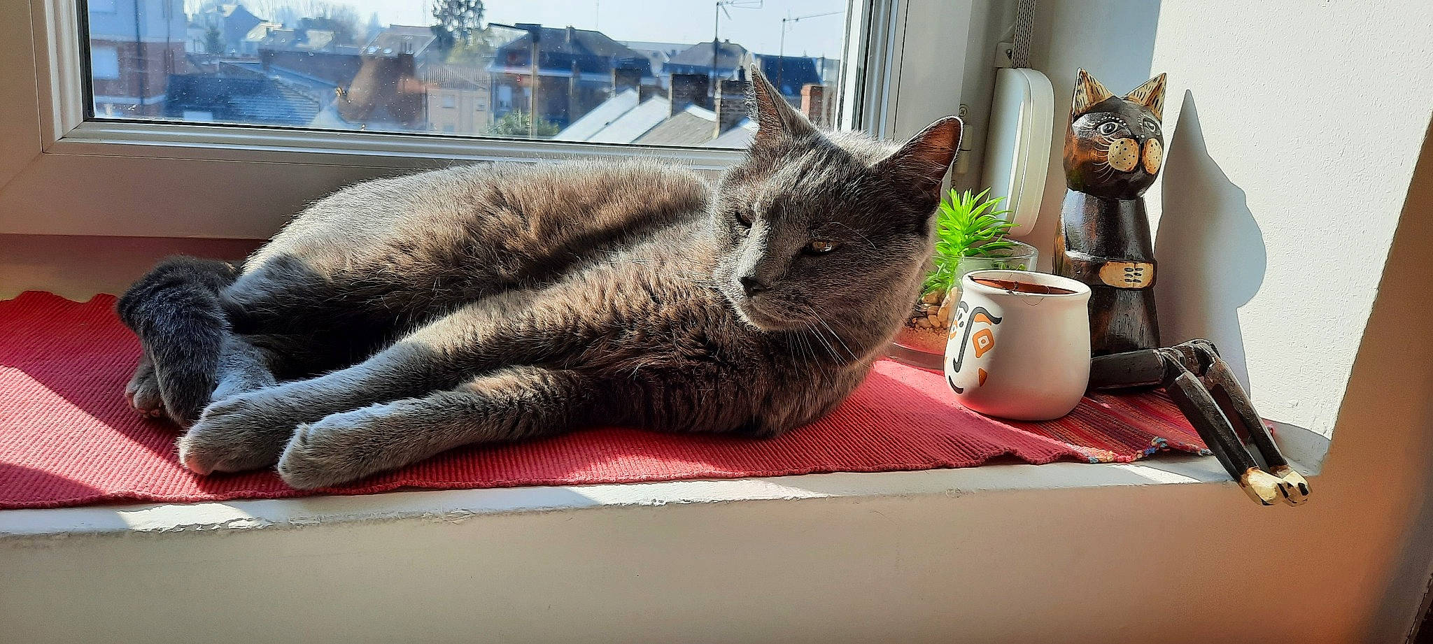 Grisou participe au concours pour gagner de l'argent avec cette photo : carnivore, cat, comfort, cup, domestic_short_haired_cat, felidae, flowerpot, fur, grey, houseplant, nap, plant, serveware, small_to_medium_sized_cats, snout, table, tableware, tail, whiskers, window