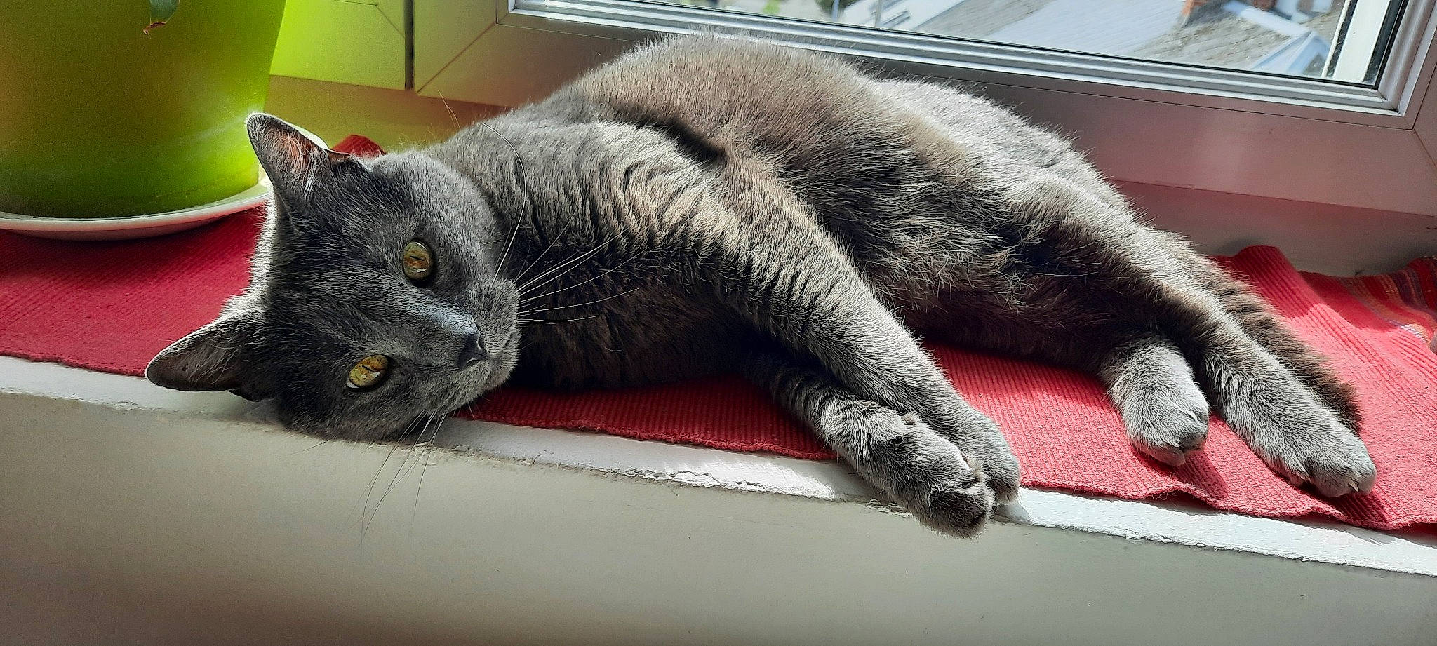 Grisou a rejoint le concours — aidez-le/la à gagner de superbes lots ! black_cat, carnivore, cat, claw, comfort, domestic_short_haired_cat, felidae, fur, grey, nap, paw, russian_blue, sitting, sleep, small_to_medium_sized_cats, snout, tail, whiskers, window